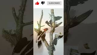 Extinct or Alive Wonderful Woodpeckers 🌲🐦facts animals naturetrivia [upl. by Accemahs]