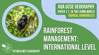 Rainforest Management International Level  AQA GCSE Geography  Tropical Rainforests 8 [upl. by Annawad444]