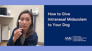 How to Give Intranasal Midazolam to a Dog During a Seizure [upl. by Aremat]