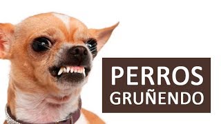 PERROS GRUÑENDO Efecto de Sonido HD [upl. by Nicodemus]