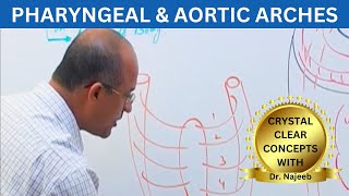 Pharyngeal and Aortic Arches  Embryology🩺 [upl. by Auerbach]