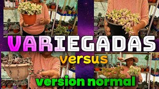 DIEZ SUCULENTAS COMUNES Y SU VERSION VARIEGADA suculentas video pasión amorpropio 💚🙏💪♥️🥰 [upl. by Waylen]