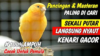 PANCINGAN KENARI GACOR COCOK UNTUK MASTERAN KENARI PAUD amp PANCINGAN KENARI YANG MALAS BUNYI [upl. by Asilak519]