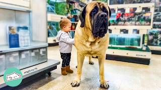 Giant Mastiff Climbs Tables And Hugs All Children  Cuddle Buddies [upl. by Ojillek]