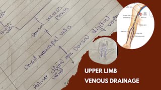 Venous drainage of upper limb  Basilic vein amp Cephalic vein  Anatomy  UrduHindi [upl. by Freeman]