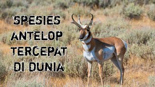 PART 4  Pronghorn spesies antelop tercepat di dunia FACT [upl. by Peppel494]