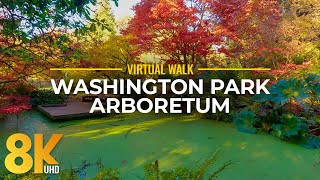 Best Autumn Seattle Attraction in 8K  Nature Walk to See Fall Colors of Washington Park Arboretum [upl. by Rodmun693]