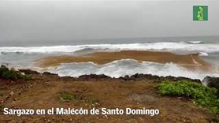 El Malecón de Santo Domingo amanece lleno de sargazo [upl. by Llaccm825]