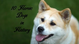 Why Were These Dogs Heroes Stories in History  Episode 2 [upl. by Akienaj]