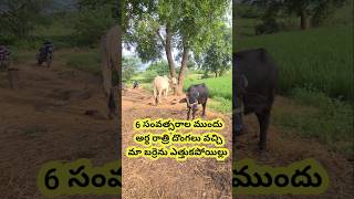 మేము ఓ Tiller కొన్నాం 🥰  We Bought A Tiller ☺️  Cultivator  shorts [upl. by Malamud]