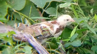 1 Month Old Na Manok Panabong Free Range [upl. by Conlin827]