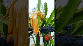 How to grow dragon fruit in a pot 🎄 Pink fruit shots shrubsgardeningplantshouseplant [upl. by Randolph982]