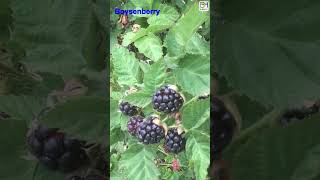 Top 20 BERRY Fruit Variety 1 min HowWhat Make Nature Crop Plant [upl. by Frohman]