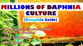 quotInsane Daphnia Culturequot Complete Guide [upl. by Renata972]