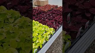 Checking out the Coleus selection [upl. by Niawtna]