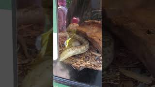 Legless Lizard at Reptilia Display [upl. by Attenwahs]