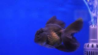 Black oranda goldfish [upl. by Joelly]