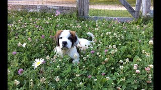 Saint Bernard Puppy Meets The Goats [upl. by Knarf693]