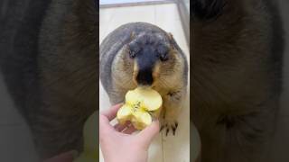 Marmot Pals Eating Apple So Cute cuteanimals marmot cutepets cute marmotta marmota pets [upl. by Ban]