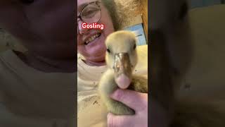 Gosling 10 days old [upl. by Nnylarat]