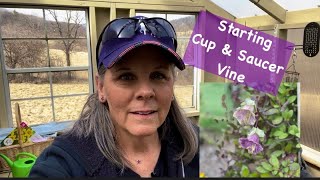 Sowing Cup amp Saucer Vine 🌱 A Simple How To  Gardening On Taylor Mountain 👩🏼‍🌾 [upl. by Ahsircal698]