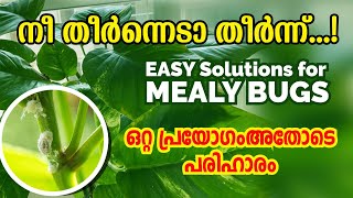 Simple Solution for Mealy Bugs  How to Get Rid of Mealy Bugs on Houseplants Malayalam mealybugs [upl. by Anitsirk368]