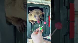 Lollipops 🍭🐻 OMG but did you see part 2 kinkajou kinkatopia lollipop candy animals [upl. by Hasila980]