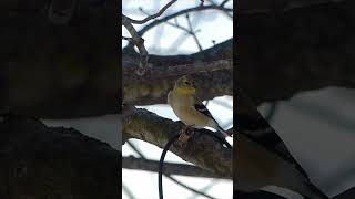 Sounds of an American Goldfinch [upl. by Tate292]