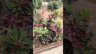 CrotonCodiaeum variegatum croton codiaeumvariegatum kratonplants plantplantloverrecommended [upl. by Lessard]