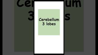 Cerebellum 3 lobes anatomy biology lobes of cerebellum [upl. by Mhoj]