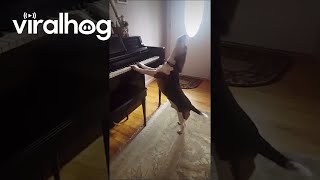 Dog Howls Along With High Notes  ViralHog [upl. by Dloreh672]