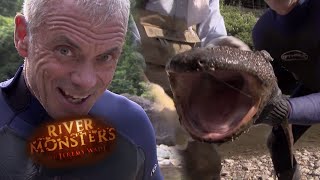 Giant Japanese Salamander Caught With Bare Hands  SALAMANDER  River Monsters [upl. by Damien412]