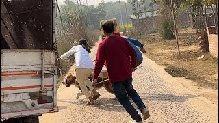 Hamare dog ne attack kar diya 🥵 [upl. by Chan850]