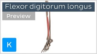 Functions of the flexor digitorum longus muscle preview  3D Human Anatomy  Kenhub [upl. by Suivatra781]