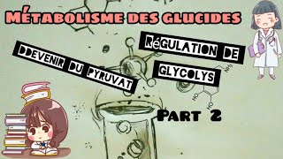 Métabolisme des glucides devenir du pyruvat régulation de glycolyse part 2 [upl. by Tsugua]