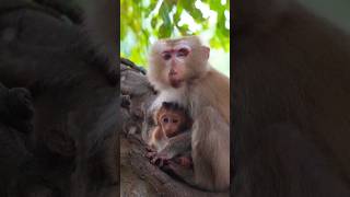 Mama Marina Monkey with Cute Baby monkeyvideo animals animalshorts [upl. by Casanova573]