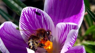 Apis mellifera the western honey bee [upl. by Erlond]