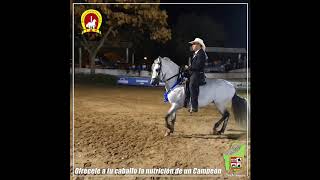 Joyero de Roma Paso Fino [upl. by Noivert264]