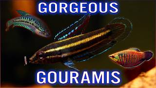 12 Beautiful Gourami Fish for Your Collection [upl. by Sukramal]