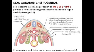 Embriología Desarrollo de aparato genital [upl. by Bertrando]