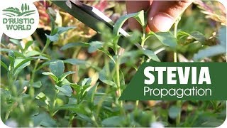 How to Grow Stevia Plant Cuttings Propagation [upl. by Valenba812]