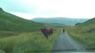 Highland Traffic Jam [upl. by Nehepts]