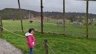 Longleat Safari park  full tour  drive trough safari park [upl. by Thorrlow]