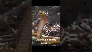 Catching a Cape Cobra fyp wildlife nature animals southafrica snake africa cobra [upl. by Forster]