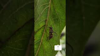 Fruit fly Insect nature [upl. by Dwight564]