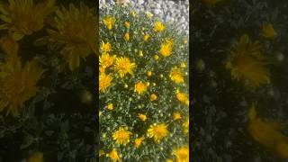 Mums The Word💛plants mums flowers fall [upl. by Henrique]