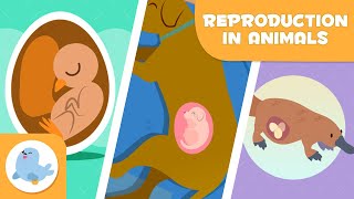 REPRODUCTION IN ANIMALS 🐶🐦 SEXUAL and ASEXUAL 🥚🤰🏻 OVIPAROUS VIVIPAROUS OVOVIPAROUS [upl. by Bush]