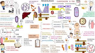 Farmacologia Antibioticos PENICILINAS [upl. by Eilsil939]