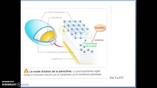 mutations somatiques chez organismes unicellulaires [upl. by Ailisab]