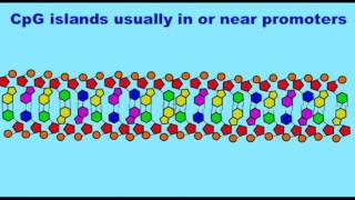 GENETICS 3 EPIGENETICS CpG ISLANDS [upl. by Rahab]